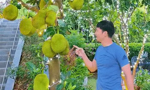 Mạnh Trường khoe mít trĩu quả trong biệt thự nhà vườn, con trai Jennifer Phạm cao vượt mẹ