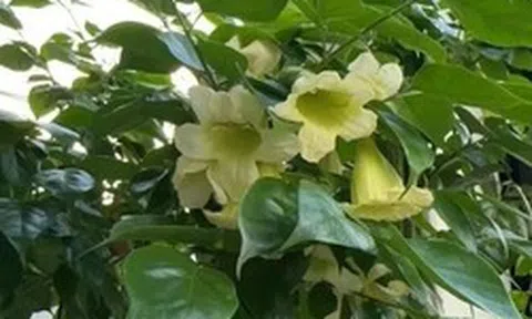 4 lời khuyên dành cho các gia đình đang trồng cây hạnh phúc