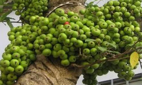 Hiện tượng cây sung nở hoa