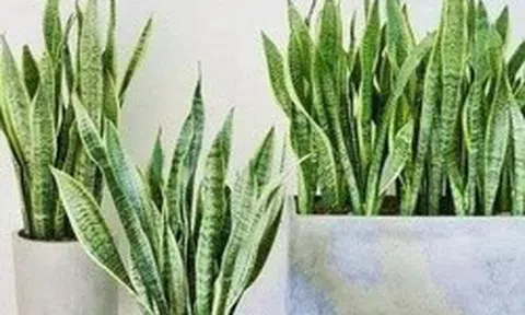 4 lời khuyên dành cho các gia đình đang trồng cây lưỡi hổ