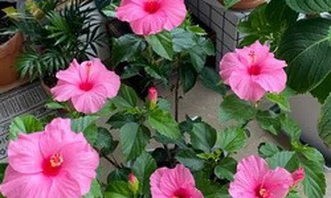 “Hoa thì xanh tốt mà người cứ mệt mỏi”: 6 loại cây cảnh nhiều gia đình vẫn trồng trong nhà nhưng tiềm ẩn không ít rắc rối