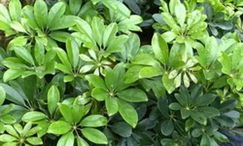 Công dụng của cây ngũ gia bì