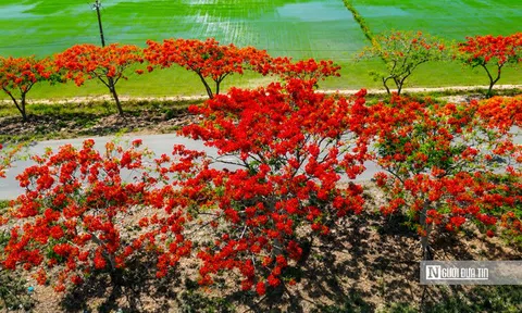 Tuyến đường vùng quê bất ngờ nổi tiếng vì hoa phượng nở đẹp đến ngỡ ngàng