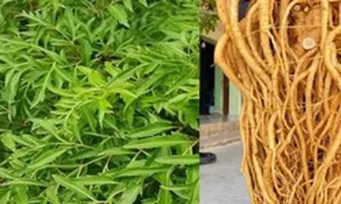Công dụng của cây đinh lăng