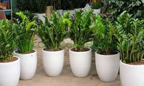 Công dụng của cây kim tiền