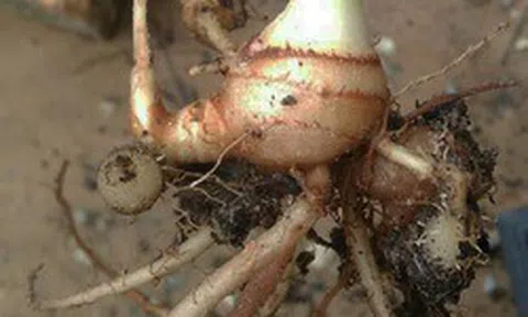 Loại củ quen thuộc ở Việt Nam bất ngờ cho thấy khả năng "khóa" tế bào ung thư dạ dày
