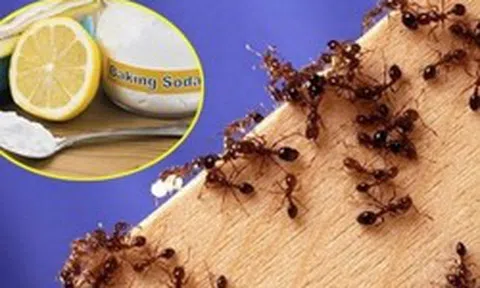 Mẹo đuổi kiến trong nhà bếp hiệu quả không cần dùng hóa chất