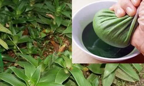 Tác dụng của cây lược vàng với sức khỏe