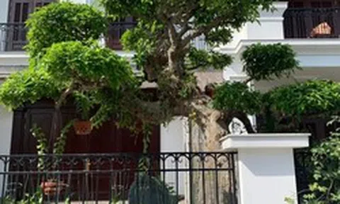 Người xưa dặn: Trước cửa có 3 cây này chẳng khác nào giữ báu vật trong nhà, tài lộc tụ về, con cháu dễ thành đạt