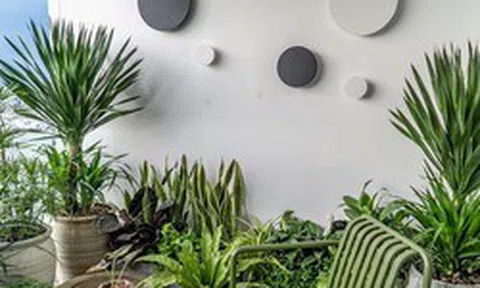 2 hướng trồng cây trong nhà: Trồng đúng sẽ có đủ tài lộc, sức khỏe