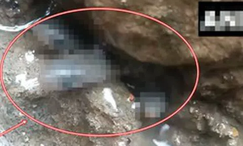 Liều thò tay vào khe hẹp trong nhà mới, người đàn ông liên tiếp kéo ra hơn 35 sinh vật: Ai cũng nổi da gà