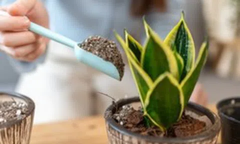 5 điều nhất định phải biết trước khi trồng cây lưỡi hổ trong nhà: Điều cuối cùng đặc biệt quan trọng