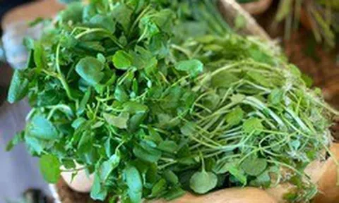 Việt Nam có 3 loại rau "đại bổ": Loại thứ nhất gây bất ngờ vì có nhiều omega-3