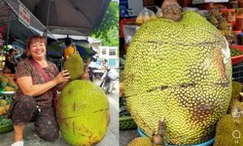 Quả mít khổng lồ nặng 53kg ở Lạng Sơn được bán với giá bất ngờ, ngỡ ngàng khi bổ ra