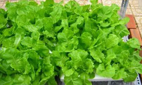 5 loại rau củ đúng mùa lại giải nhiệt, chứa nguồn vitamin khổng lồ, đi chợ mà thấy là nên mua