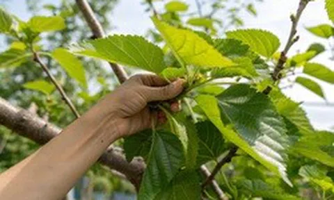 Việt Nam có loại lá được y thư cổ Trung Quốc xếp vào hàng "thượng phẩm": Không phải ai cũng biết để dùng