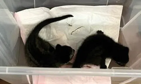 Dắt chó đi dạo thấy 2 con vật tưởng là mèo con nên người đàn ông đem về, tới nhà mới phát hiện đã nhầm