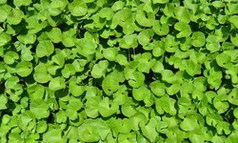 Ít ai ngờ loại rau mọc dại đầy Việt Nam lại là “thuốc” chống rụng tóc, kích thích mọc tóc con cực đỉnh
