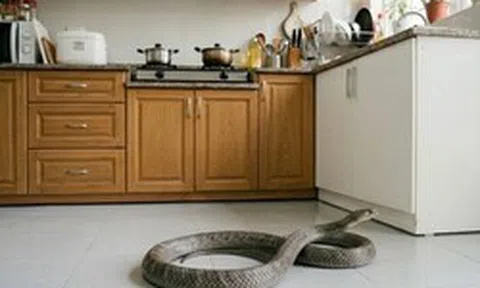 Lời khuyên khi thấy rắn bò vào nhà