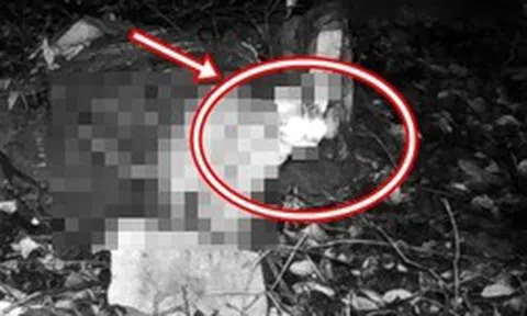 Đặt camera bắt trộm gà, chủ nhà chết lặng thấy sinh vật lạ và đồng bọn quay lại: Lập tức gọi chuyên gia!