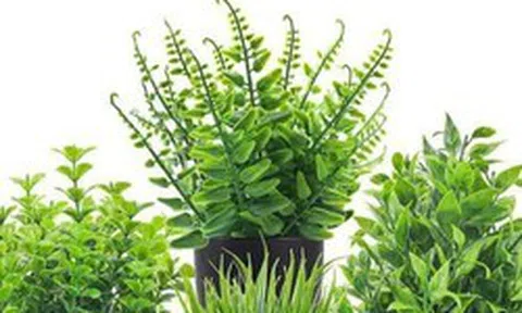 5 loại cây chớ nên đặt trong nhà