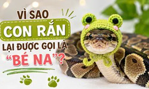 Vì sao con rắn lại được gọi là 'bé Na'?