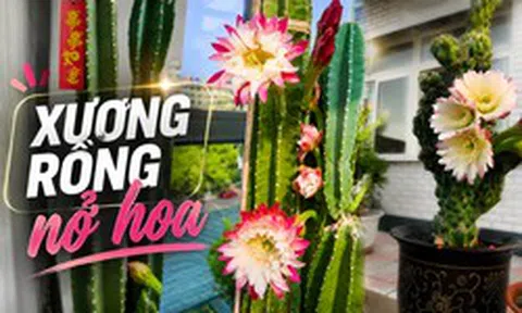Cây xương rồng được cụ ông 86 tuổi chăm suốt 30 năm bất ngờ nở hoa trước ngày phải chuyển đi, câu chuyện khiến nhiều người xúc động