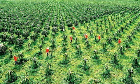 Thanh long Lâm Đồng vào vụ, giá lao dốc: Nhà vườn chỉ còn "lời tiền công"