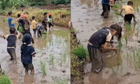 Xem 'khối nghỉ hè' cấy lúa, dân mạng gọi là con nhà người ta trong truyền thuyết