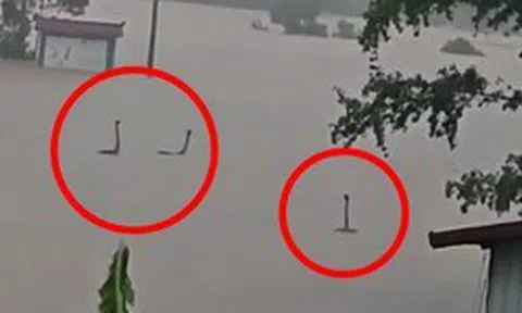 Làm rõ bức ảnh rắn ngóc đầu như “quái vật hồ Loch Ness” trong nước lũ Trung Quốc: Sự thật còn không tưởng hơn
