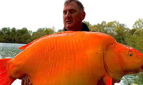 Cần thủ câu được con cá vàng "khổng lồ" 31kg