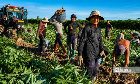 Nhộn nhịp mùa thu hoạch khoai mì trên những cánh đồng Tây Ninh
