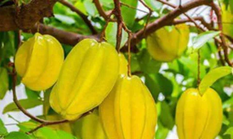 Trồng cây khế ở vị trí này, 'hút' vượng khí, 'rước' quý nhân tới nhà