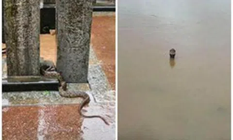 Vụ 900 con rắn sổng chuồng trong lũ ở Trung Quốc: Chủ trang trại lên tiếng về góc khuất mọi người không biết