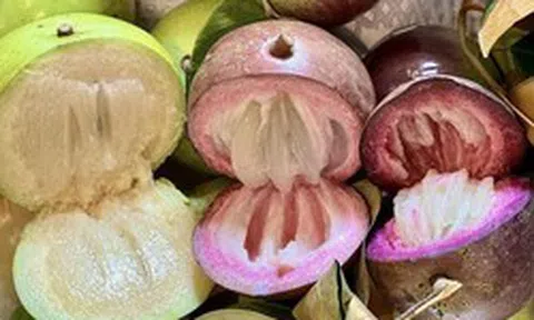 Vì sao gọi là quả vú sữa?