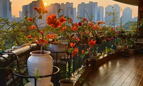 Người đàn ông khoe ban công hoa giấy đẹp "nghẹt thở", dân mạng chỉ để lại một bình luận: "Ước gì được làm hàng xóm!"