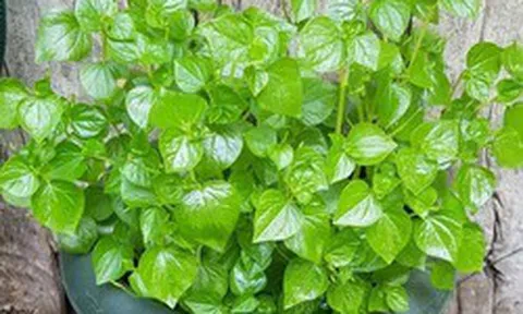 Loại rau dại ở Việt Nam được thế giới săn lùng: Là "thuốc" chống ung thư, hạ đường huyết