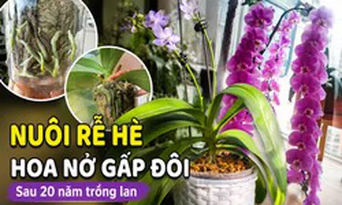Sau 20 năm trồng lan hồ điệp, tôi nhận ra: Chỉ cần làm tốt 1 việc trong tháng 7 và 8, cây có thể cho số hoa gấp đôi vào mùa thu