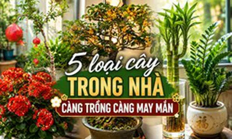 Vì sao người xưa luôn khuyên trồng 5 loại cây này trong nhà? Câu trả lời không chỉ nằm ở phong thủy