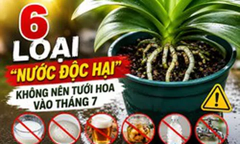 6 loại "nước độc hại" không nên dùng để tưới cây vào tháng 7: Sai một lần, cả chậu cây cũng có thể héo rũ