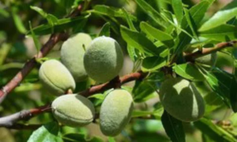 Loại hạt thuộc nhóm "tốt nhất thế giới", ở Việt Nam trồng bạt ngàn