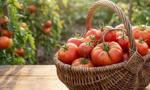 Ăn cà chua mỗi ngày suốt 1 năm, cô giáo 50 tuổi nhận kết quả bất ngờ