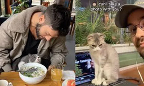 Mèo ở quán xá Việt Nam thành 'đại sứ du lịch' thu hút khách Tây
