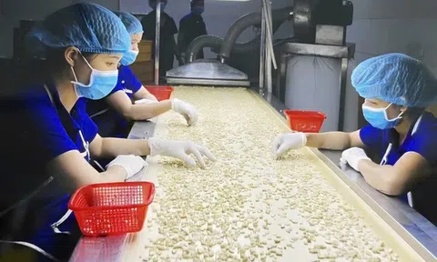 Hạt điều Việt và cuộc chuyển mình khỏi "lời nguyền gia công" - Kỳ 1: Thống lĩnh xuất khẩu, lép vế thương hiệu