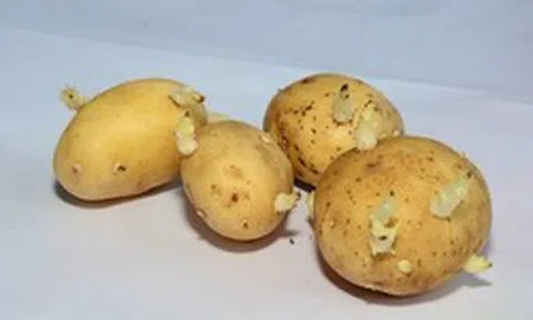 Khoai tây mọc mầm có ăn được không?