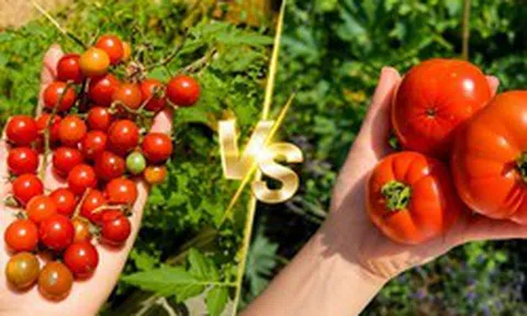 Cà chua bi và cà chua thường cái nào tốt hơn cho sức khỏe?