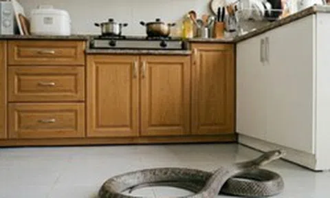Ông bà dặn: Trong nhà có 4 thứ này, rắn chẳng dám bén mảng bò vào