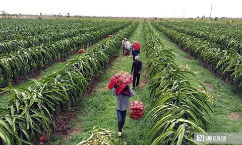 Nông sản lên máy bay phải đáp ứng những tiêu chuẩn nghiêm ngặt như thế nào?