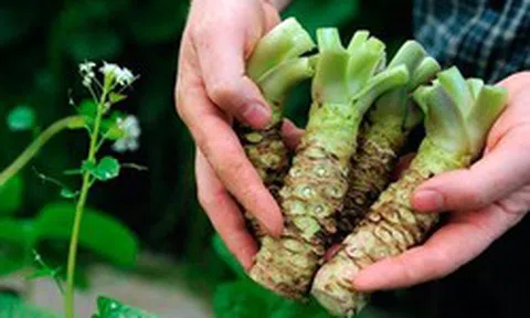 Loại củ đắt đỏ "bậc nhất thế giới", giá hơn 6 triệu đồng/kg, Việt Nam đã trồng thành công