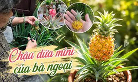 Chậu dứa mini của bà ngoại bất ngờ gây sốt mạng xã hội: Hơn 100.000 người cùng "xin vía" vì quá dễ thương, ai ngắm cũng thấy lòng dịu lại